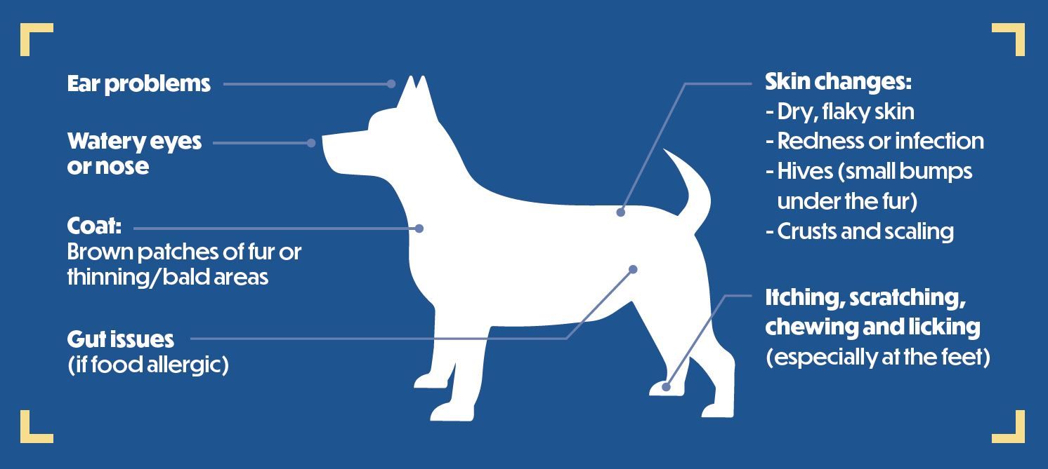 Anatomy of a dog with areas of potential issues