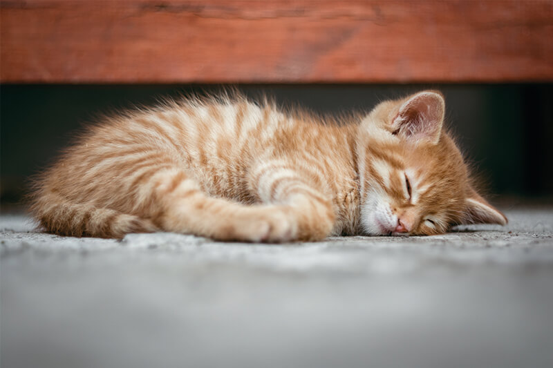 Baby cat deep sleeping