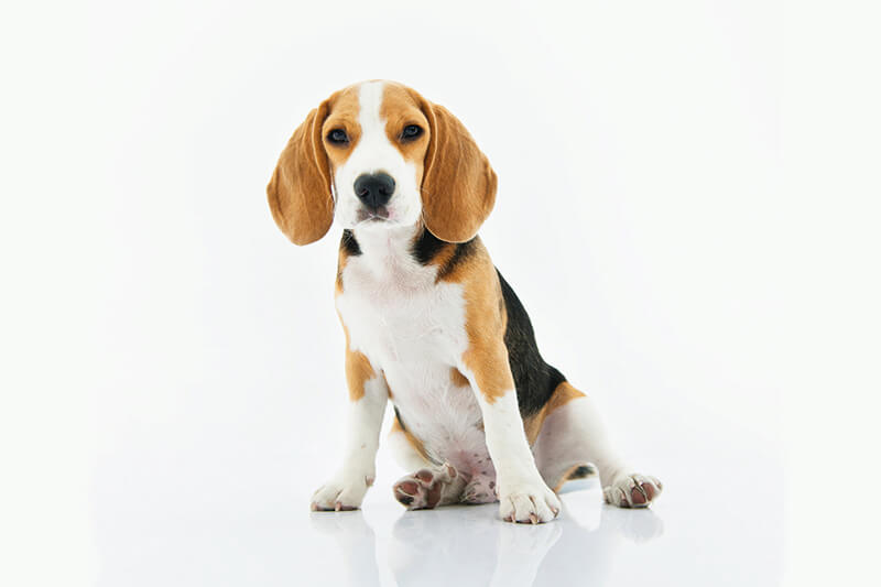 Adorable puppy beagle sitting on a white background