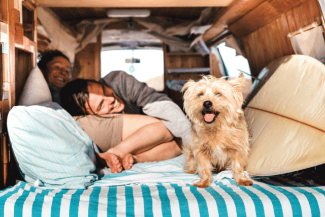 dog on the bed of a camping car