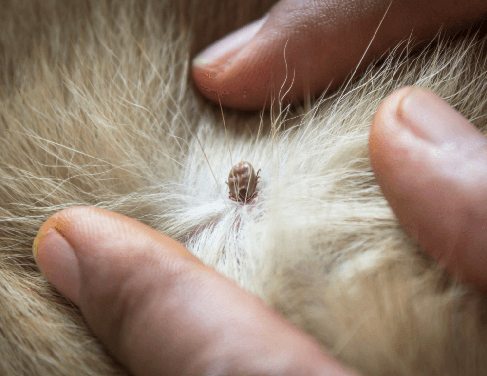 Actual size of a flea found in the hair of a pet