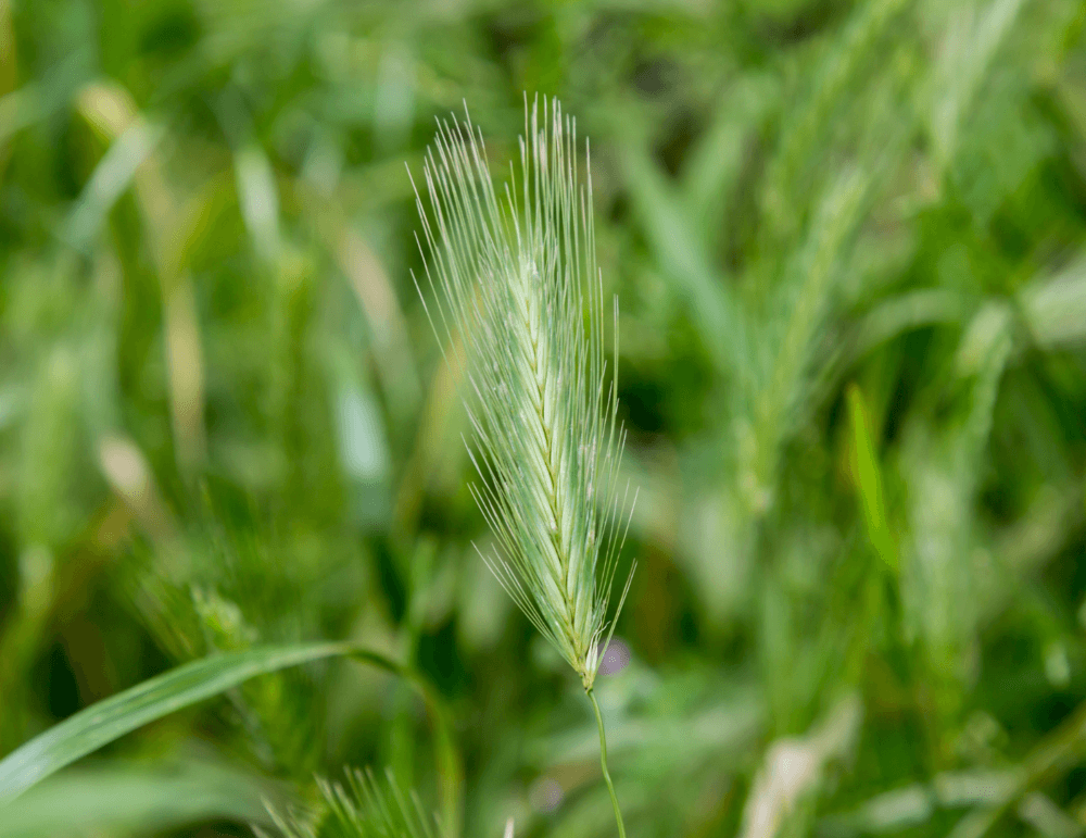 Long arrow-shaped grass seeds