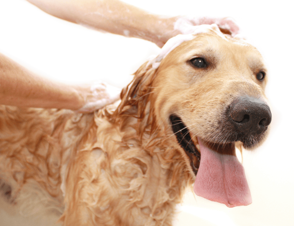 Happy dog having a shower with shampoo