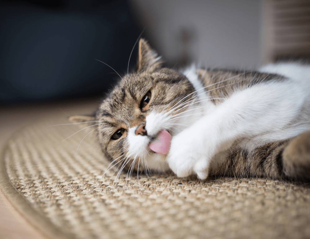 Cat lying on a rug and licking his front paws fur off