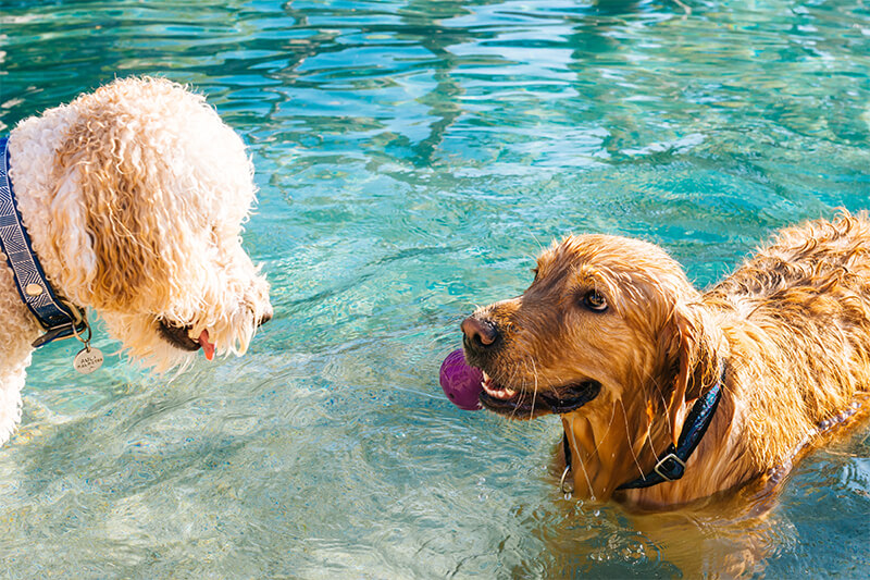 swimming dogs