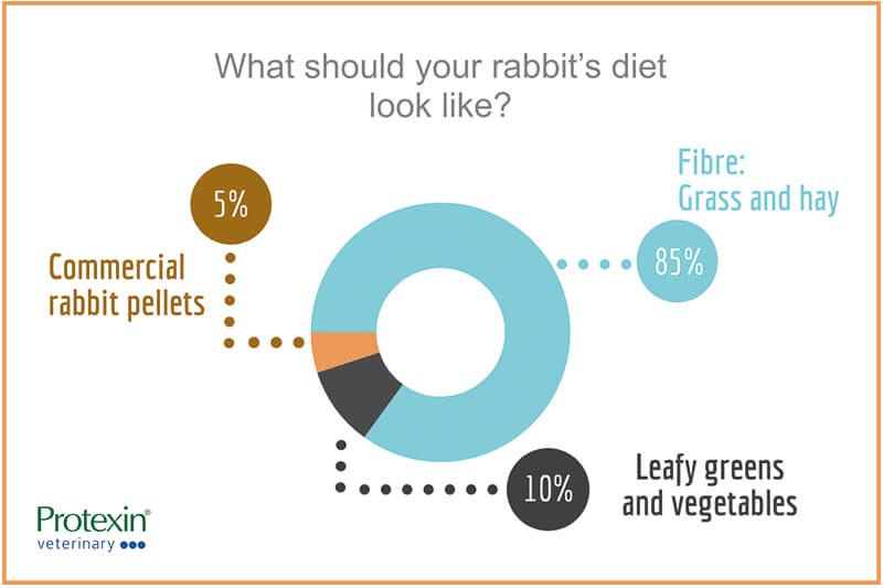 what should your rabbit's diet look like?