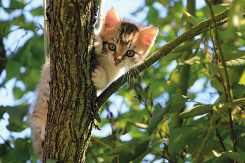 A kitten in trees looking down on us