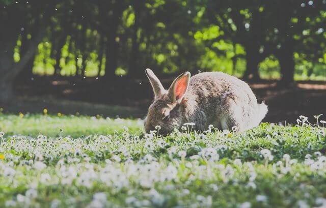 rabbit on grass