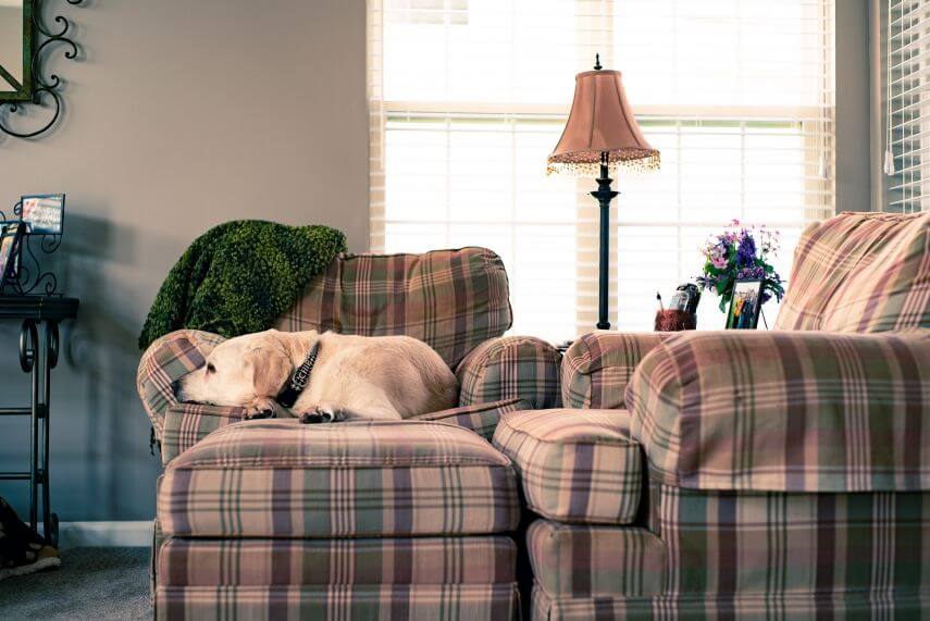 Dog lying on sofa