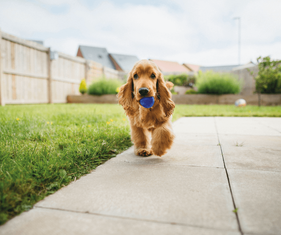 A healthy dog playing with a blue ball