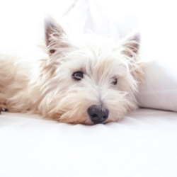 A white Terrier lying on white bed sheets