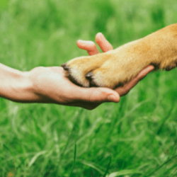 Brown dog pawing at a hand