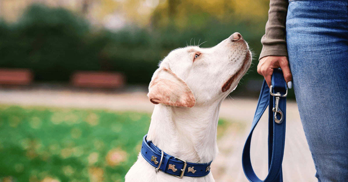 Dog looking up to his master who is holding a blue leash