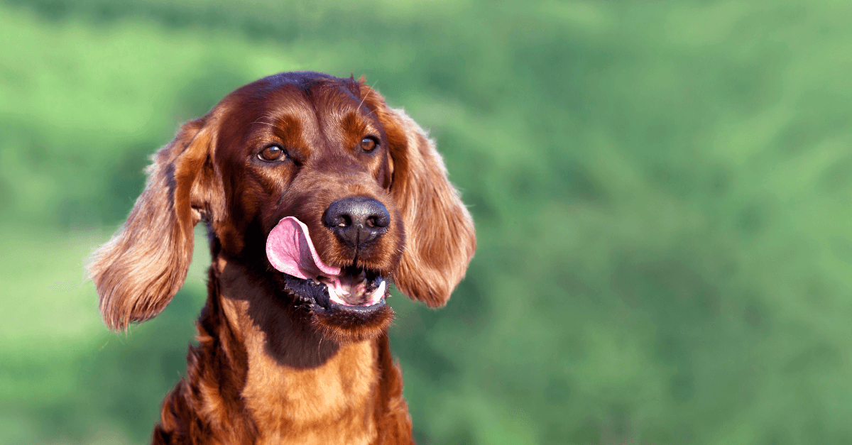 An Irish Setter with a sweet and playful temperament