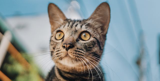 Close-up photo of an American shorthair puppy