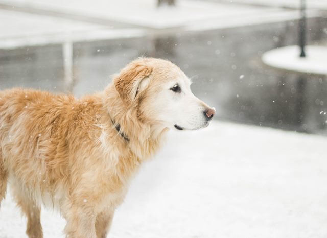 A dog playing outside in the snow, looking cold and deshidrated