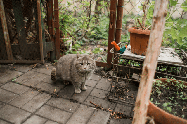 cat in a garden conservatory